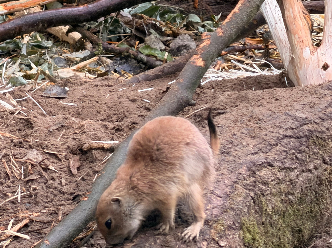 Wildpark Lüneburger Heide-Hanstedt必去景点
