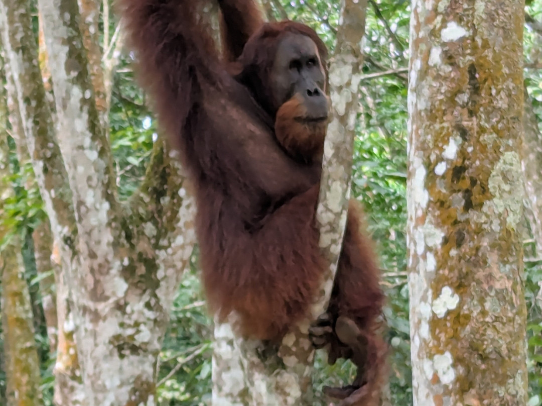 Wild Sumatra Adventure-Bohorok必去景点