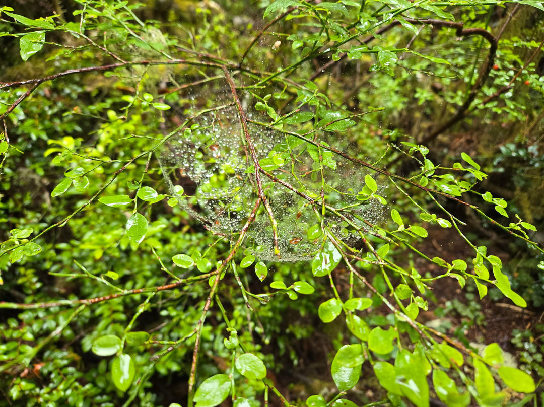 Lady Bird Johnson Grove-Orick必去景点