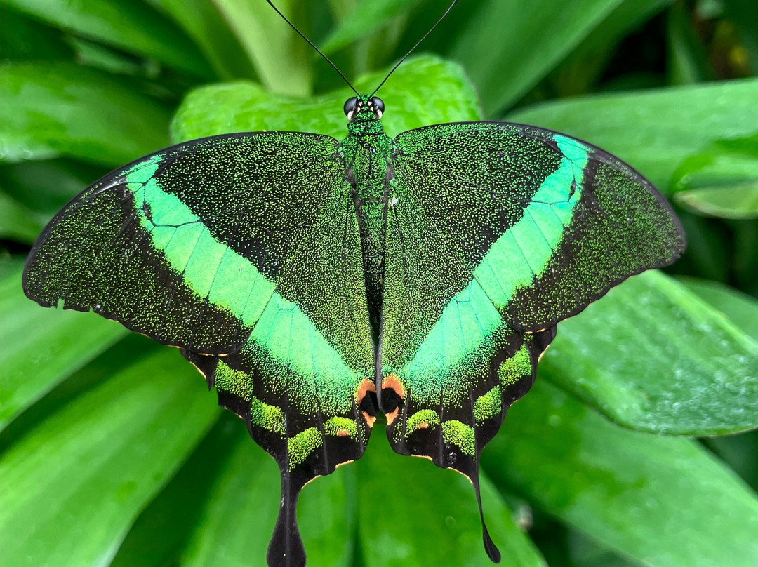 Wye Valley Butterfly Zoo-瓦伊河畔罗斯必去景点