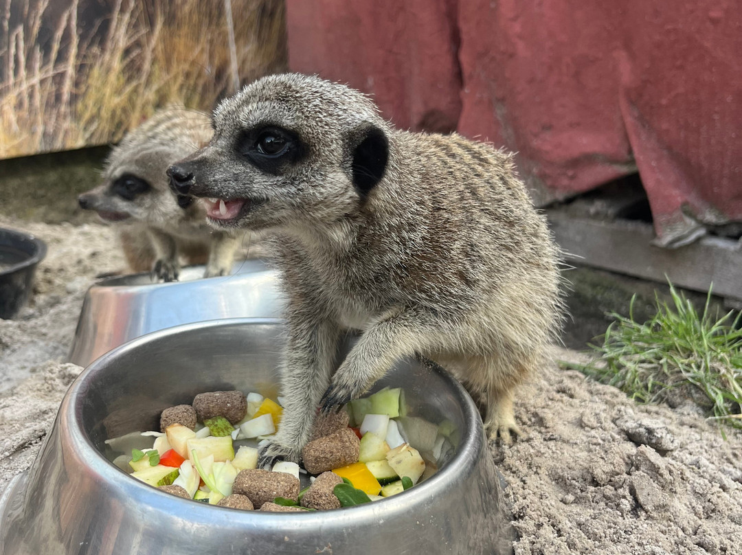 Auchingarrich Wildlife And Adventure Park-Comrie必去景点