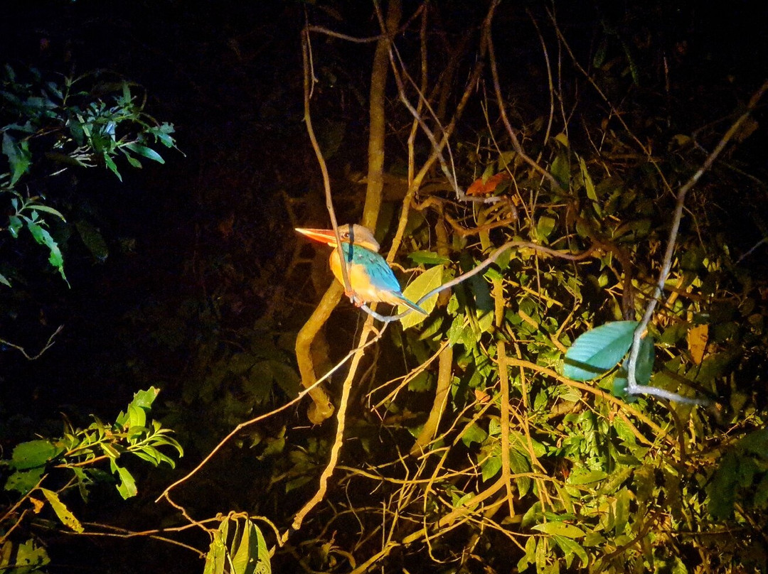 Taman Negara National Park-彭亨必去景点