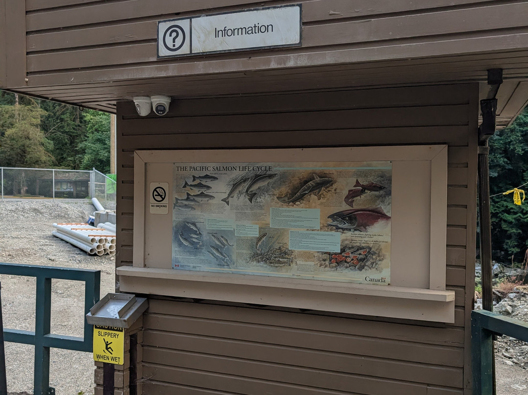 Capilano Salmon Hatchery-北温哥华必去景点