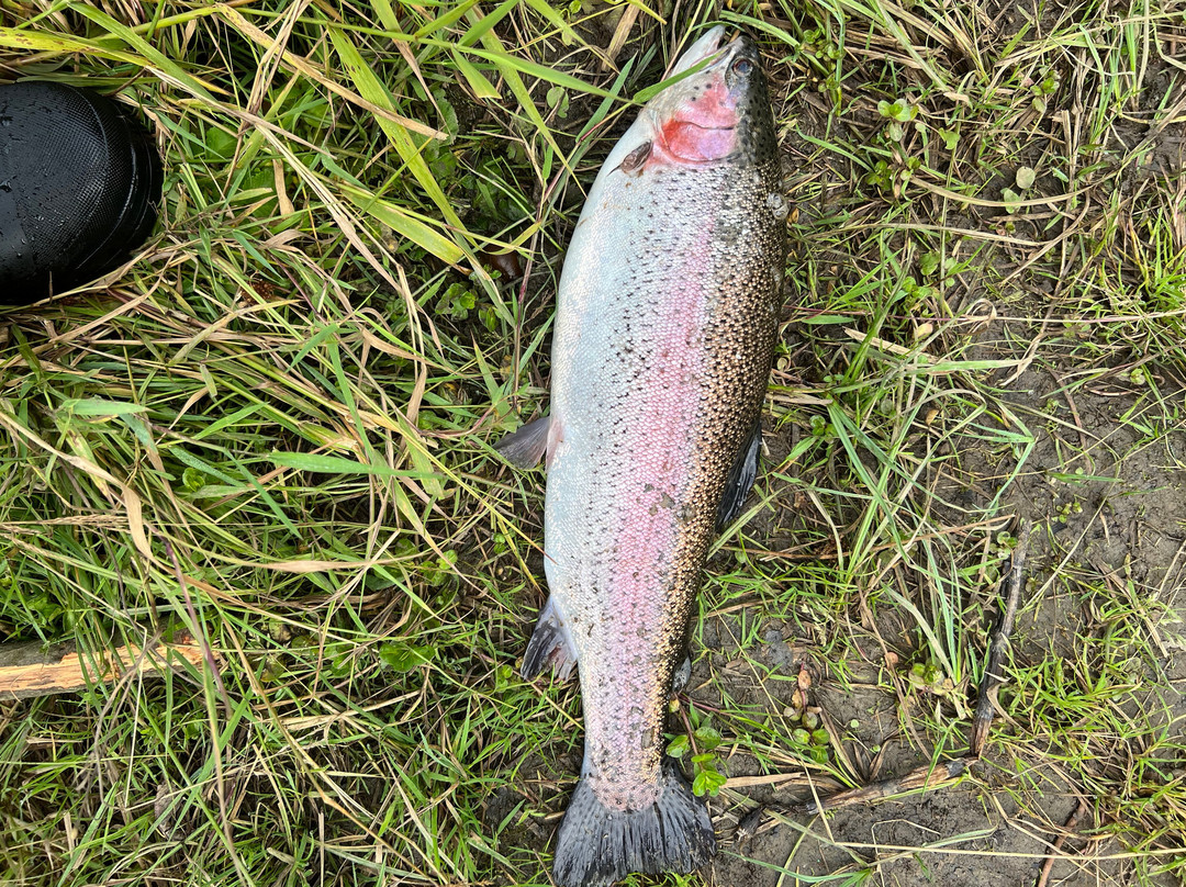 Craigluscar Fishery-丹弗姆林必去景点