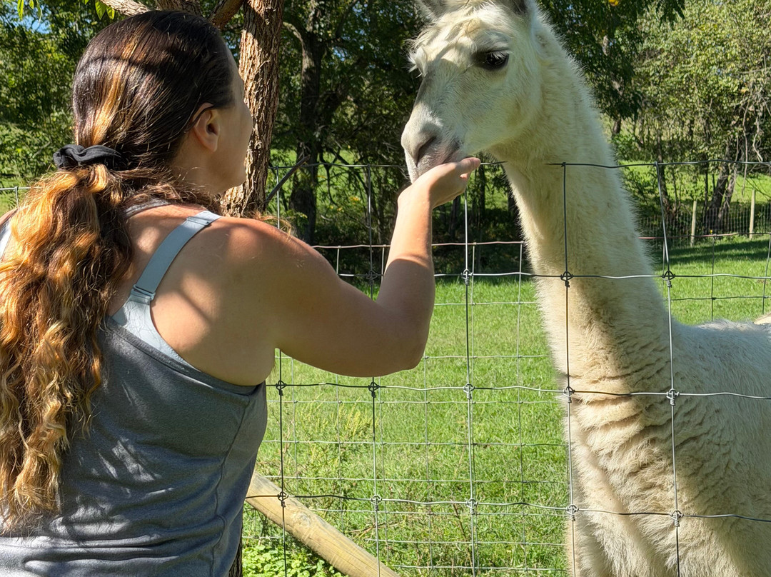 The Crafty Alpaca Farm And Store-Avella必去景点