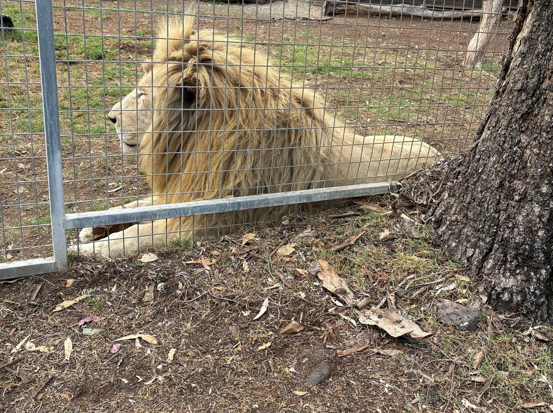 Darling Downs Zoo-Gatton必去景点
