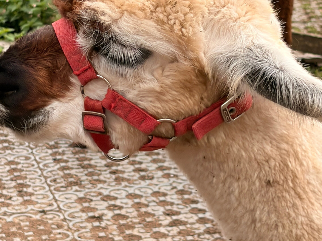 Lucky Tails Alpaca Farm-Atherstone必去景点