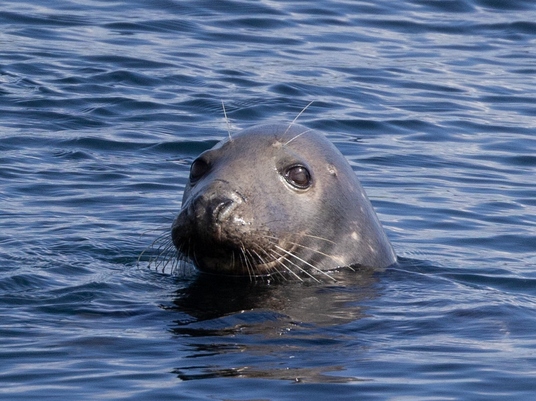 Mull Wildlife Breaks-Salen必去景点