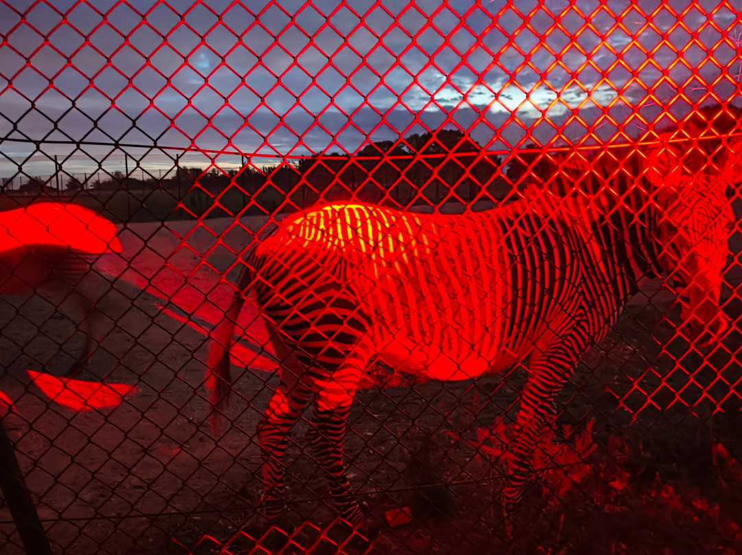 Whipsnade Zoo-邓斯特布尔必去景点