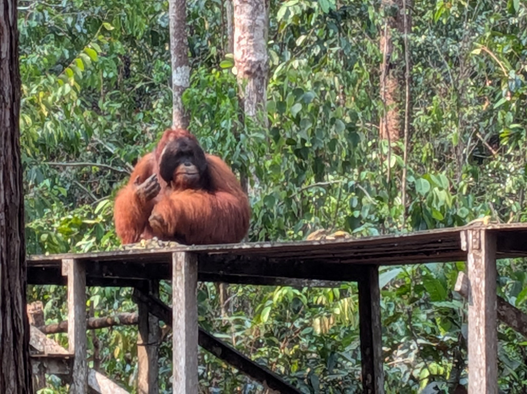 Dolphindo Tour Orangutan Tanjung Puting-Kumai必去景点