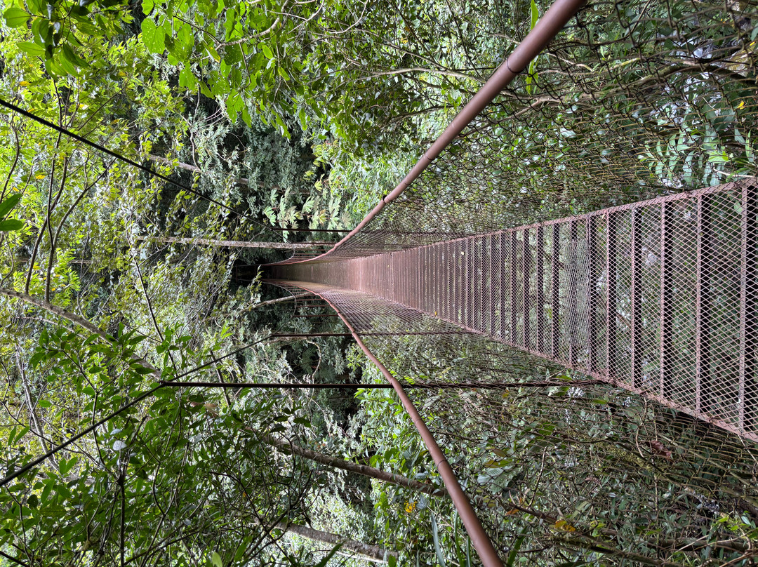 Tree Trek Boquete-波魁特必去景点
