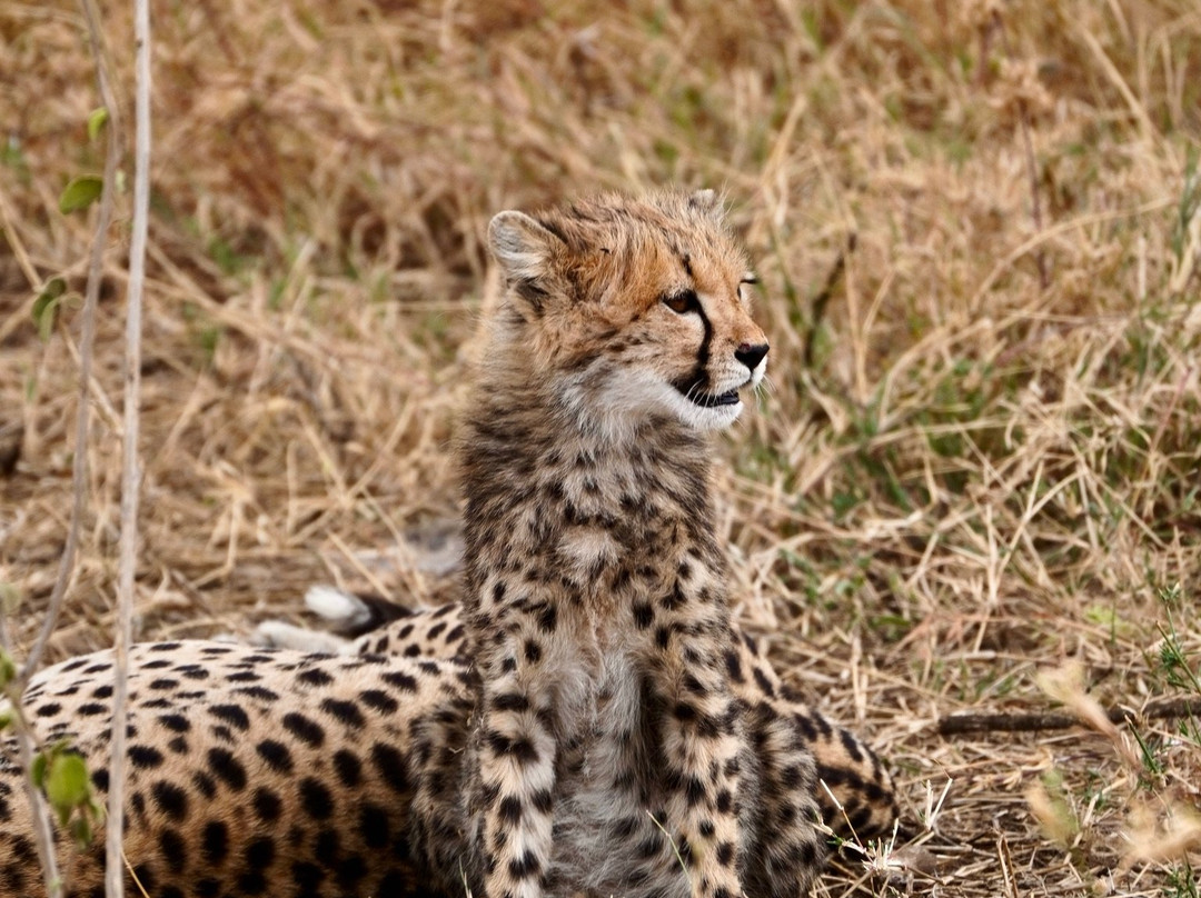 Munda Africa Adventure | Gorilla Trekking & Wildlife Safaris-恩德培必去景点