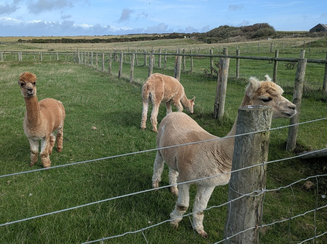 Cardigan Island Coastal Farm Park-Cardigan必去景点