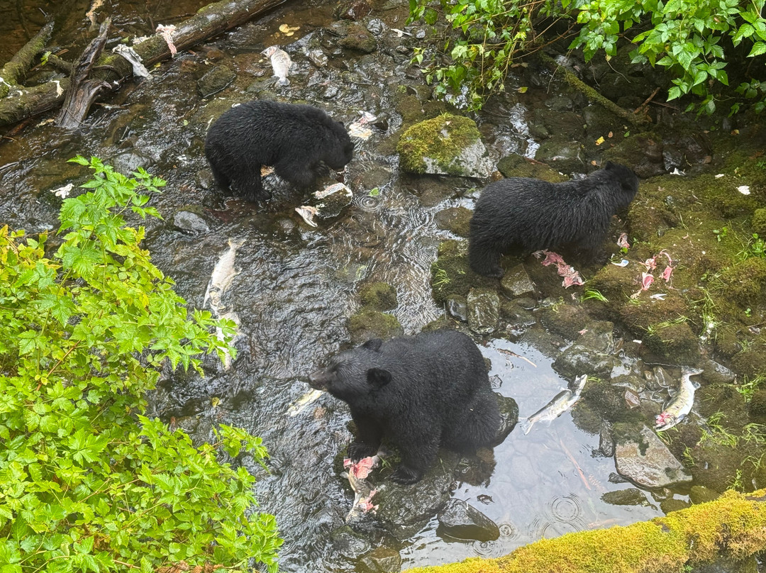 Alaska Rainforest Sanctuary-凯奇坎必去景点