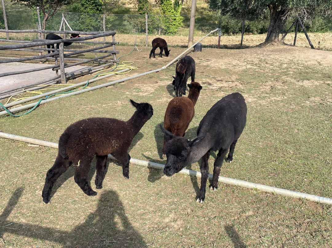 Il Giardino Dell'alpaca-Potenza Picena必去景点