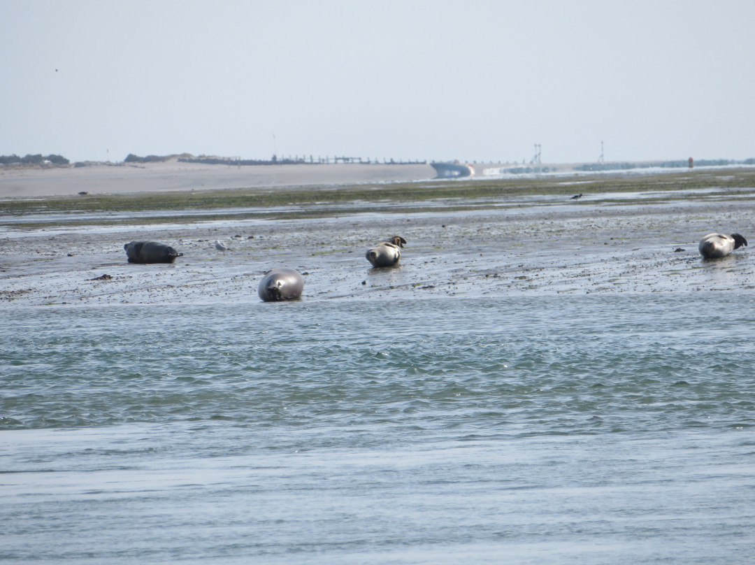 Chichester Harbour Water Tours-West Itchenor必去景点