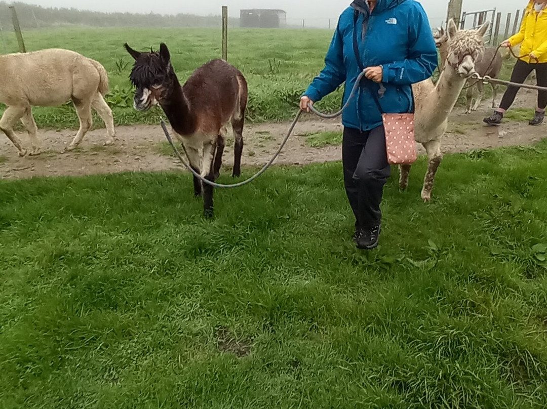 Alpaca Trekking Cornwall-康沃尔必去景点