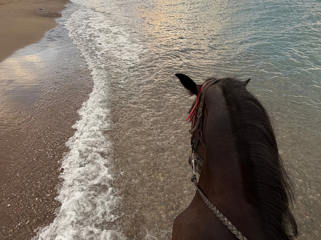 Belek Safari | Horse Riding Tour-Kumkoy必去景点