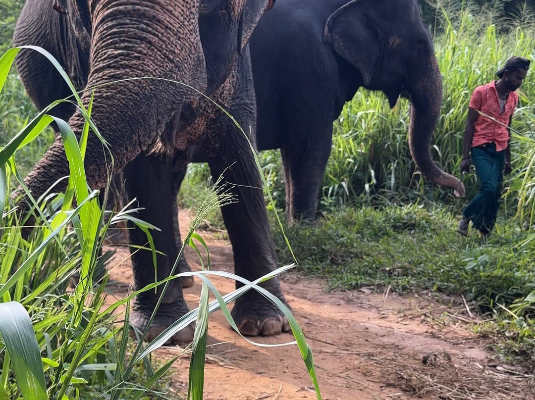 Elephant Freedom Project-凯格勒 必去景点