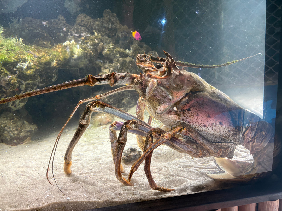 Florida Keys Aquarium Encounters-马拉松必去景点