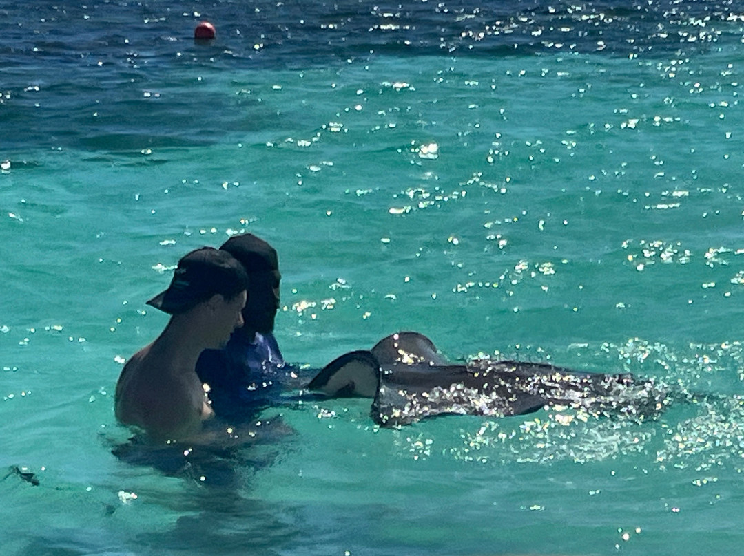 Stingray City-Seatons必去景点