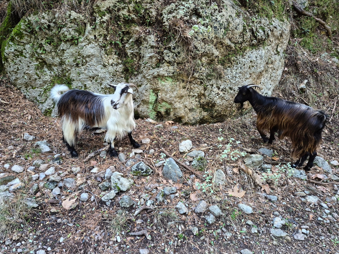 Agia Irini Gorge-Sougia必去景点