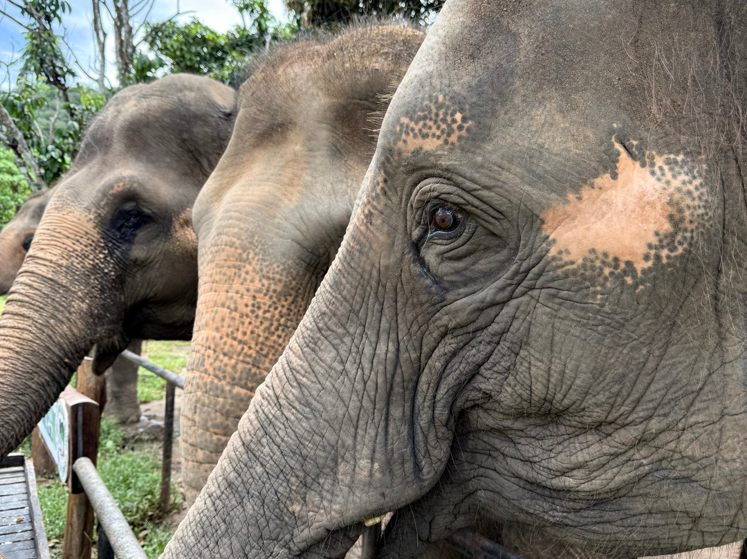 Phuket Elephant Nature Reserve-他朗必去景点