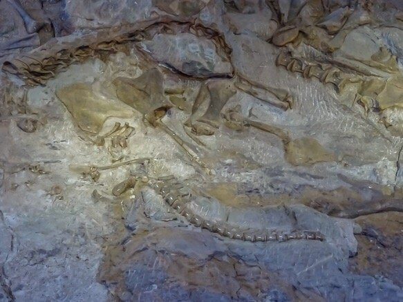 Dinosaur National Monument景点图片