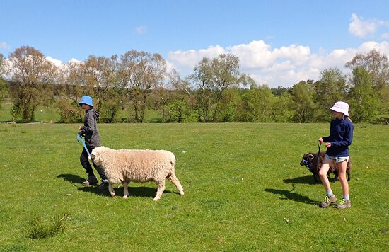 Jacob Sheep Trekking and Farm Experience Days景点图片
