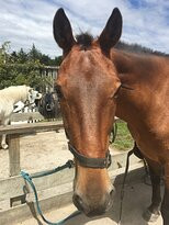 Waimak River Riding Centre Limited-基督城必去景点