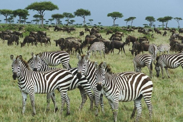 Join African  Savanah-Karen必去景点