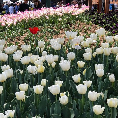 The Imperial Motel主图