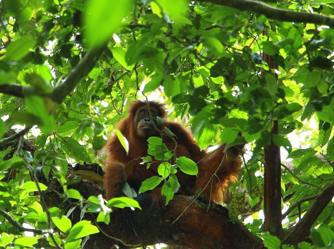Simolap Wild Adventures