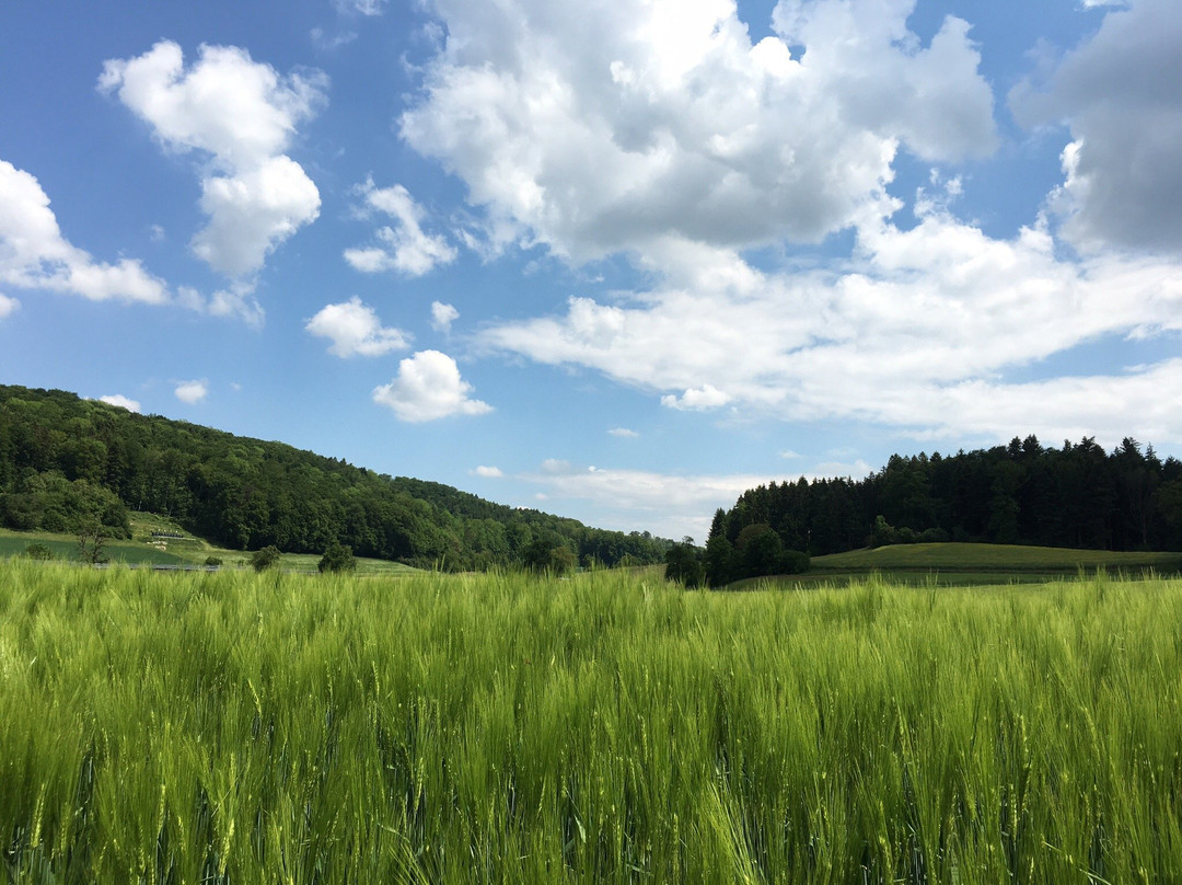 Zufikon旅游攻略图片