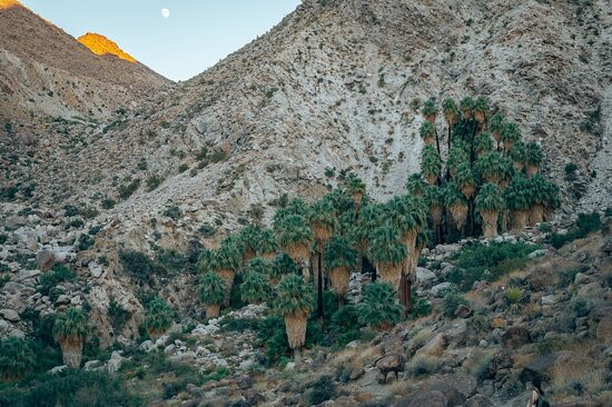 49 Palms Canyon Trail-约书亚树国家公园必去景点