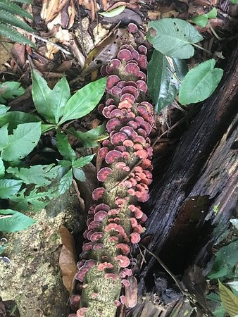 Ketambe Jungle Trekking With Alex景点图片