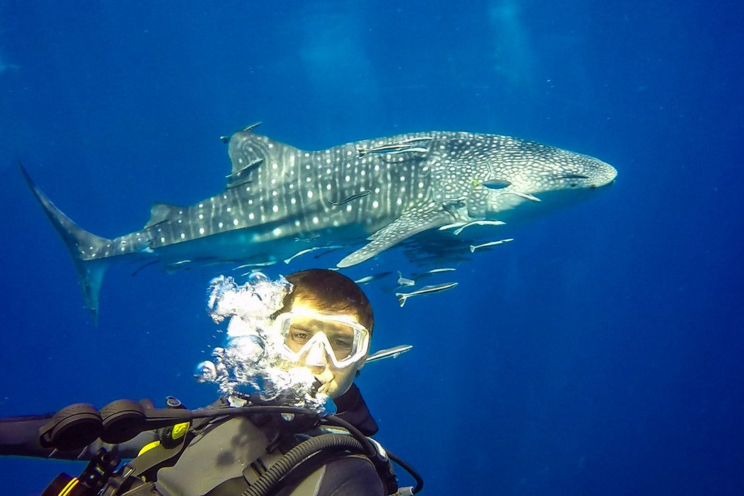 Pattaya Divers-芭堤雅必去景点