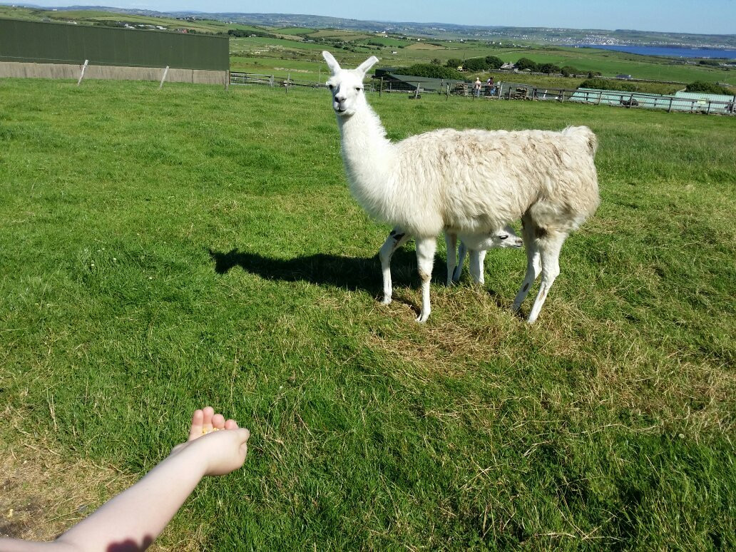 Moher Hill Open Farm