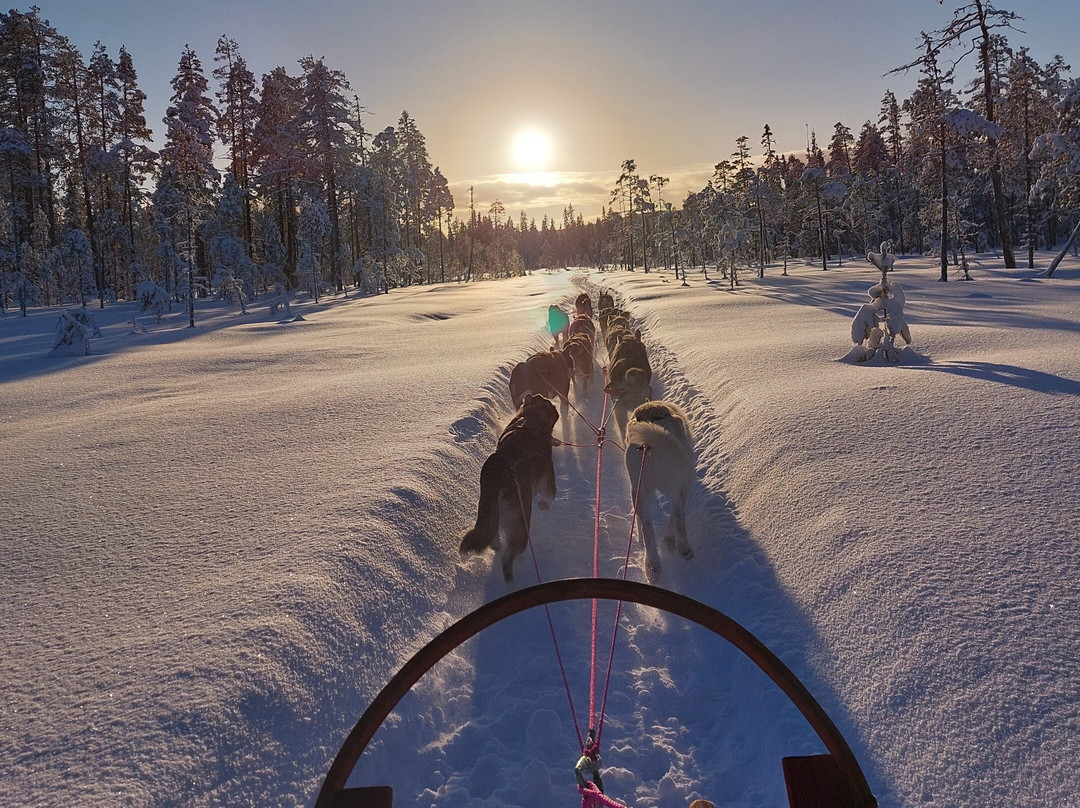 Mårdsjö Huskies-Dorotea必去景点