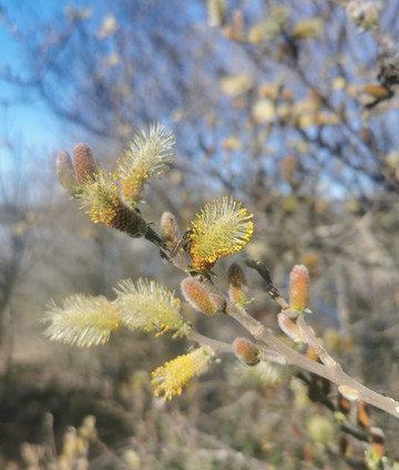 Ruta Senderismo Galapagar - San Lorenzo de El Escorial-Galapagar必去景点