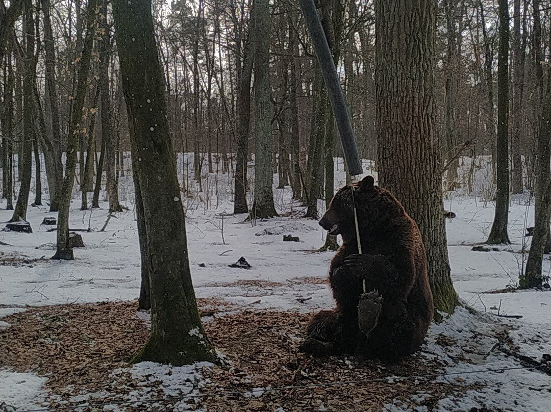 Bear Sanctuary Domazhyr景点图片