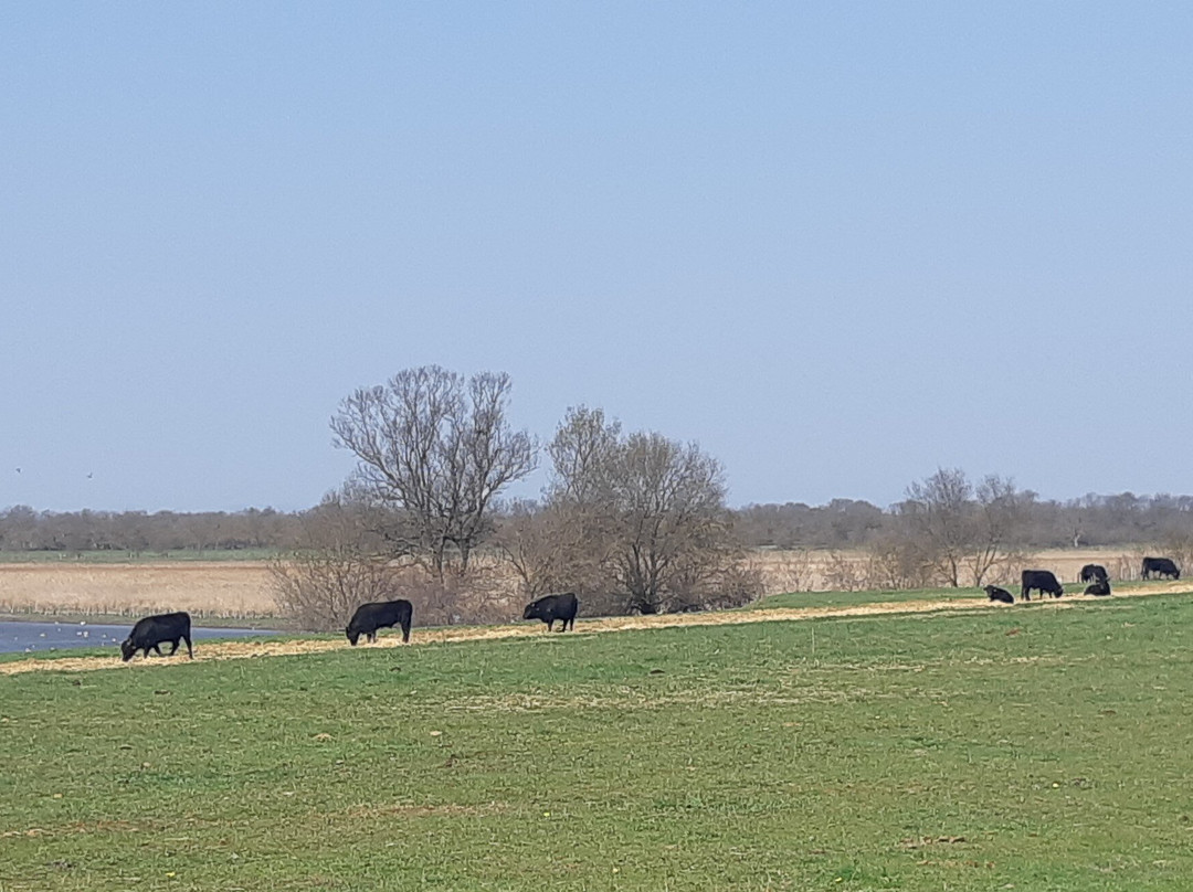Happy Tour Camargue-艾格莫尔特必去景点