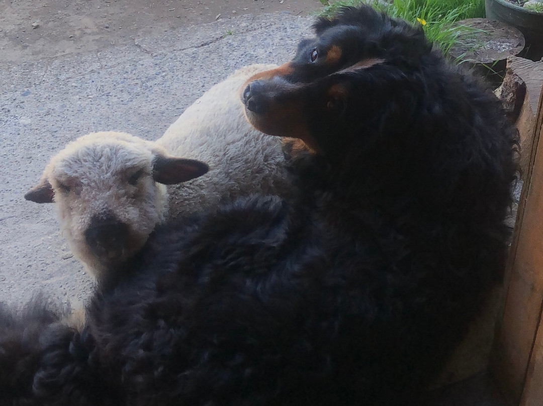 Mirador Los Volcanes Lodge & Boutique主图