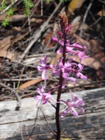 Henry Somerset Orchid Reserve景点图片