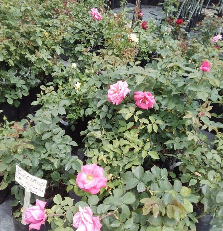 Ludwig's Rose Farm-比勒陀利亚必去景点