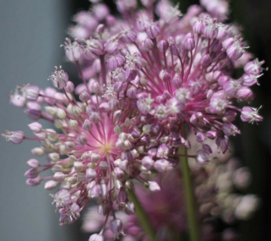 Jardim Botânico de Jundiaí-容迪亚伊必去景点