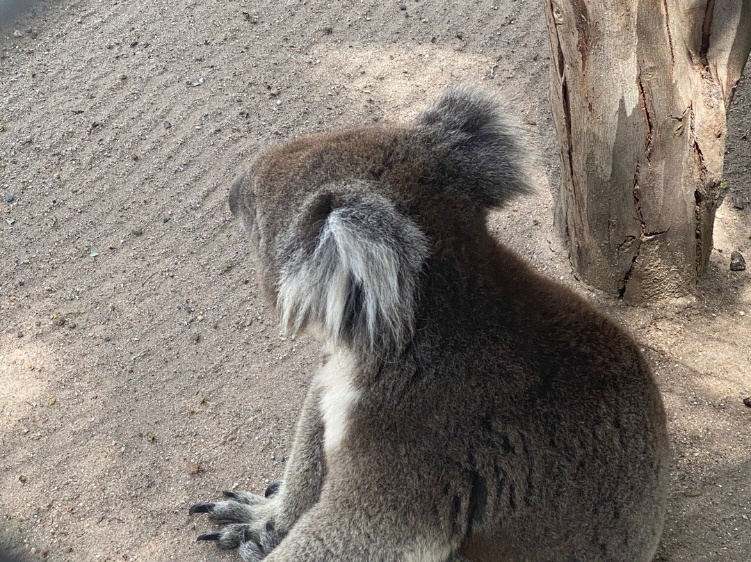 Shoalhaven Zoo景点图片