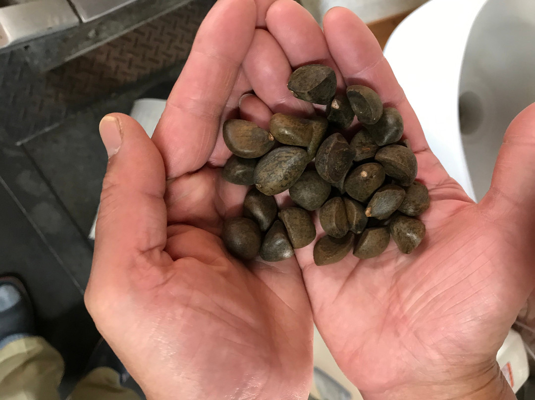 Takada Seiyujyo-大岛町必去景点