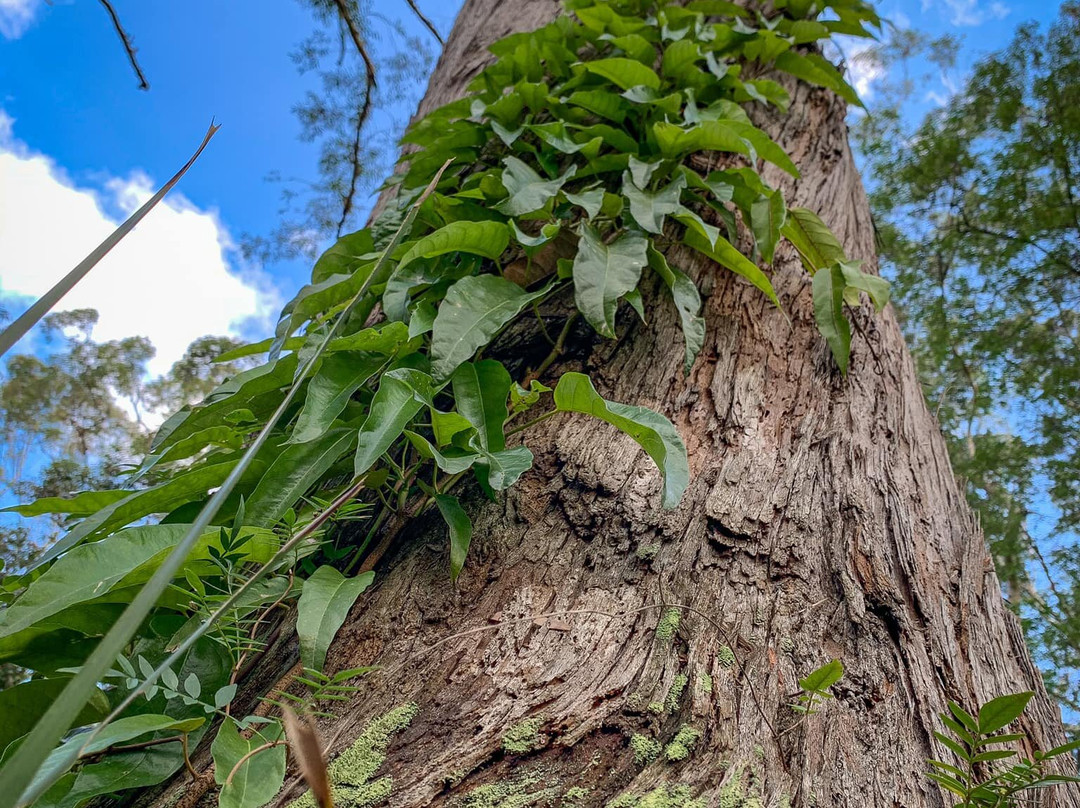 Hunter Region Botanic Gardens景点图片