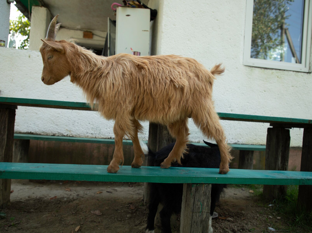 Lypcha Deer Farm-Khust必去景点